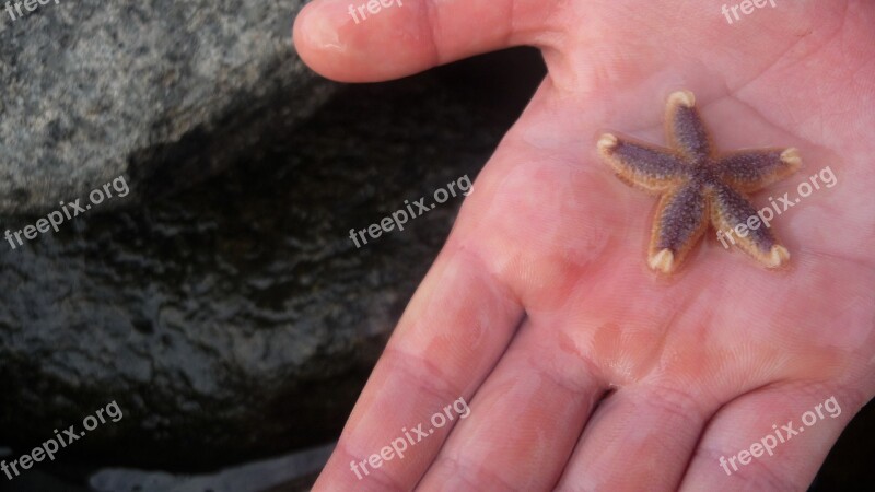 Sea Starfish Mermaid Starfish Detail Nature