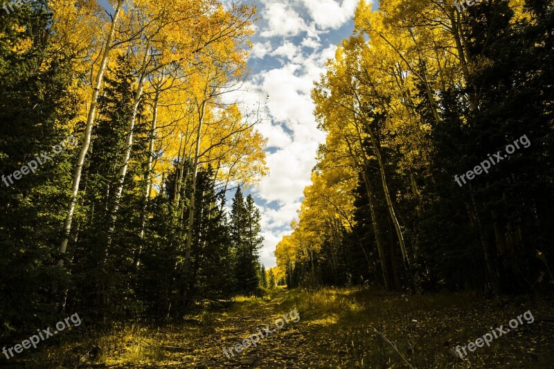 Colorado Fall Leaves Mountains Fall Autumn