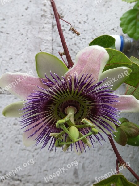 Passionflower Passiflora Flower Rare Flower Pistil