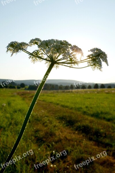 Flower Yarrow Nature Pointed Flower Medicinal Plant