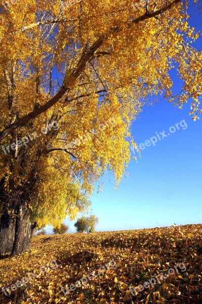 Golden Autumn Tree Nature Yellow Autumn Leaves