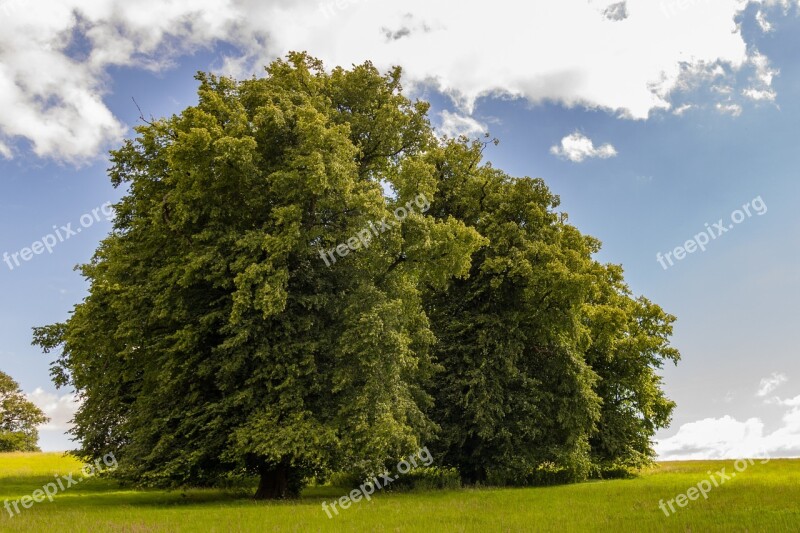 Lone Tree Tree Landscape Nature Meadow