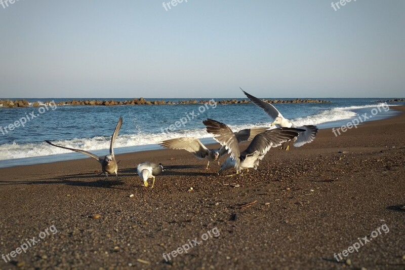 Morning Sea Beach Seagull Seabird