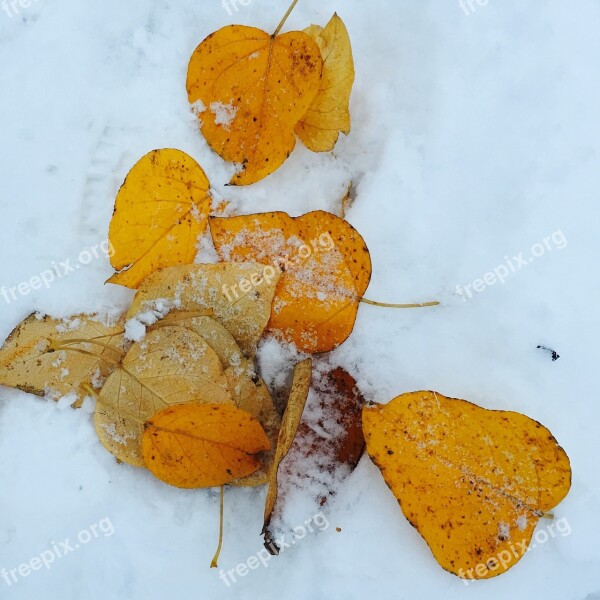 Leaves Autumn Winter Snow Norway