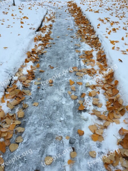 Winter Way Leaves Autumn Norway