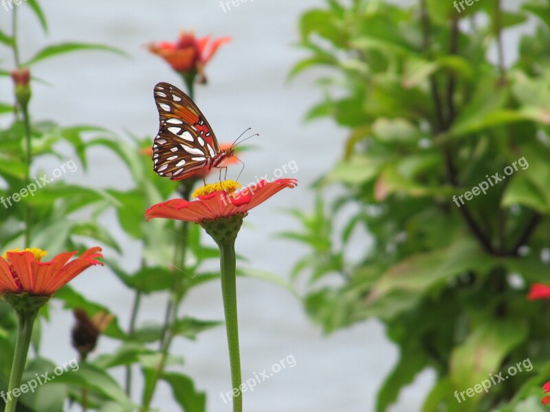 Balance Butterfly Nature Free Photos