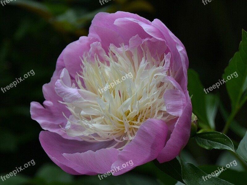 Rose Peony Garden Summer Nature