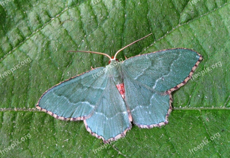 Moth Close Up Nature Insect Macro