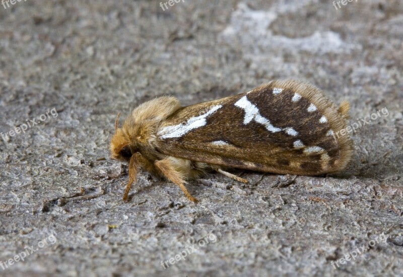 Moth Close Up Nature Insect Macro