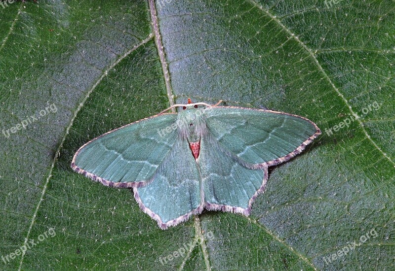 Moth Close Up Nature Insect Macro