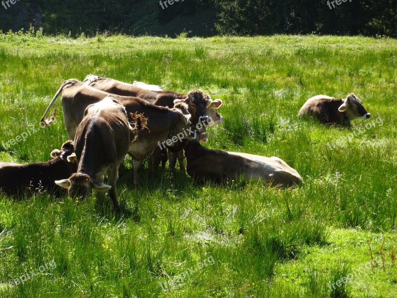 Cows Green Light Alm Brown Swiss