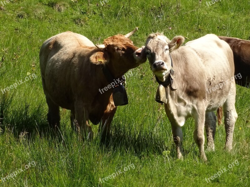 Cow Contact Lick Brown Swiss Meadow