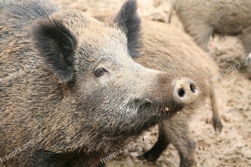 Sow Boar Pig Mammal Wild