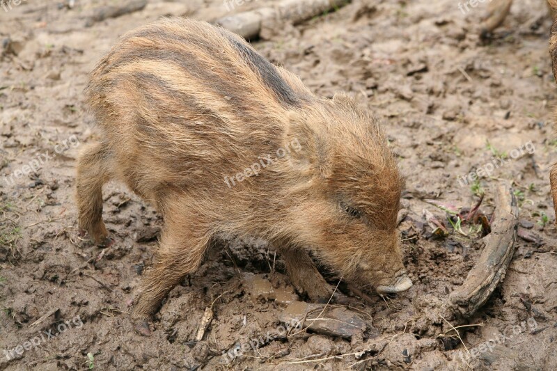 Launchy Boar Wild Boar Pig Piglet