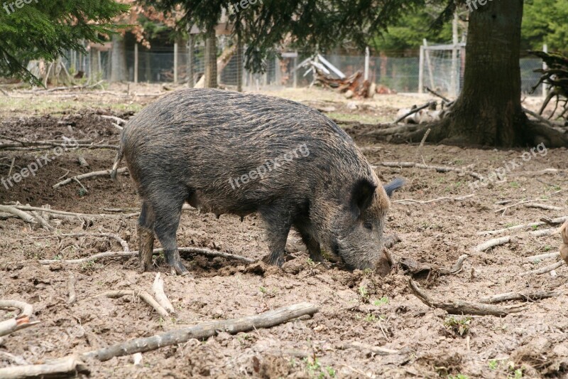 Boar Sow Animal Deer Park Wild Animal