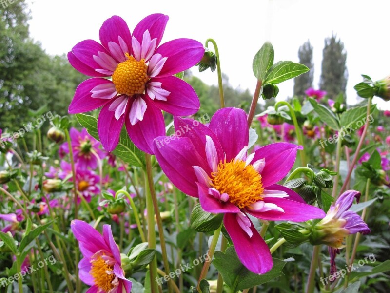 Dahlia Flower Plant Violet Spring