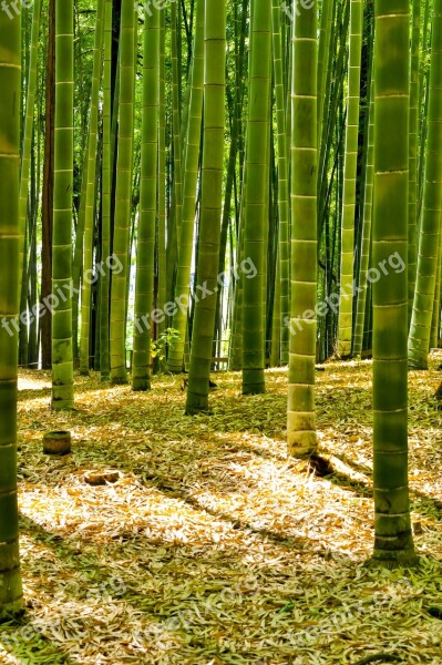 Japan Bamboo Forest Bamboo Green Natural