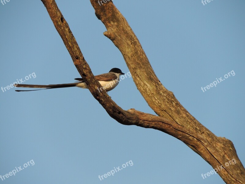 Earwig Bird Nature Tropical Bird Tropical Birds