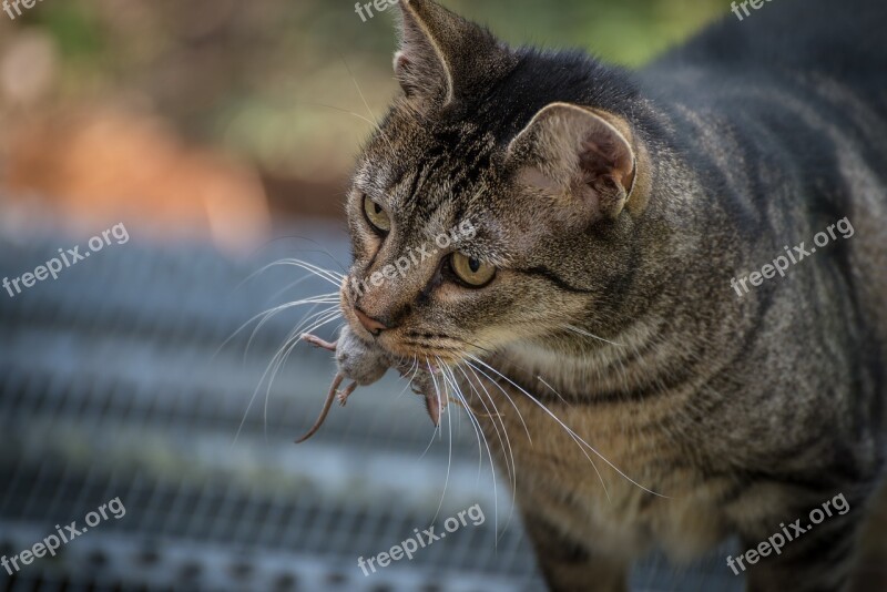 Cat Mouse Animal Domestic Cat Catch