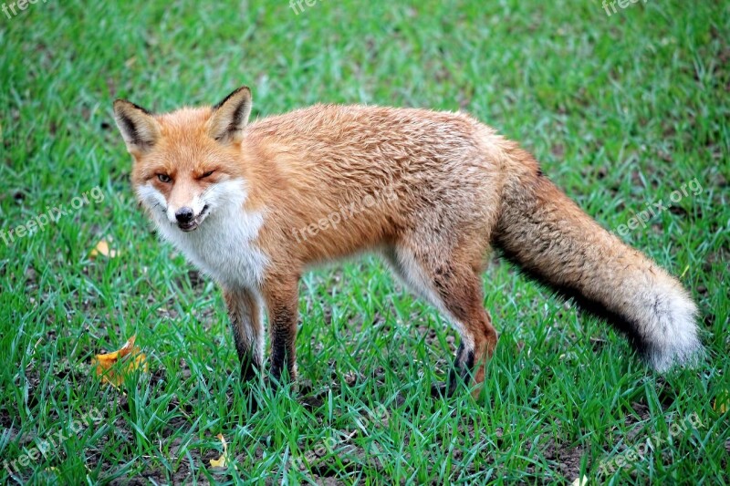 Fuchs Red Fox Wild Animal Animal Reddish Fur