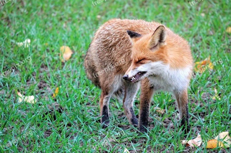 Fuchs Red Fox Wild Animal Animal Reddish Fur