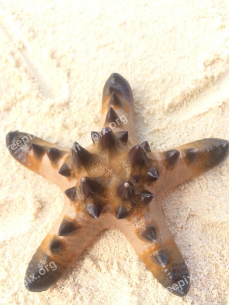 Starfish Beach White Sand Nature Sea