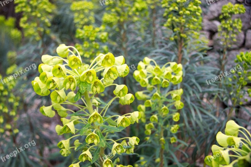 Plant Greens Grow Up Nature Green