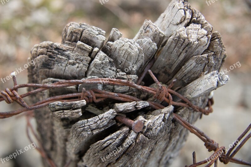 Old Tree Barbed Wire Slavery Conclusion Deprivation Of Liberty