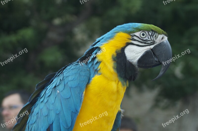 Parrot Bird Animal Color Fauna