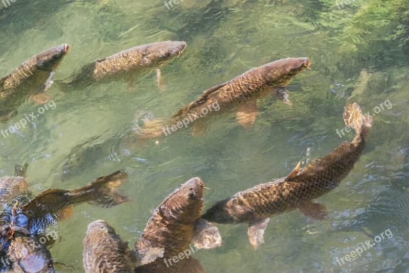 Carp Fish Lake Food Water