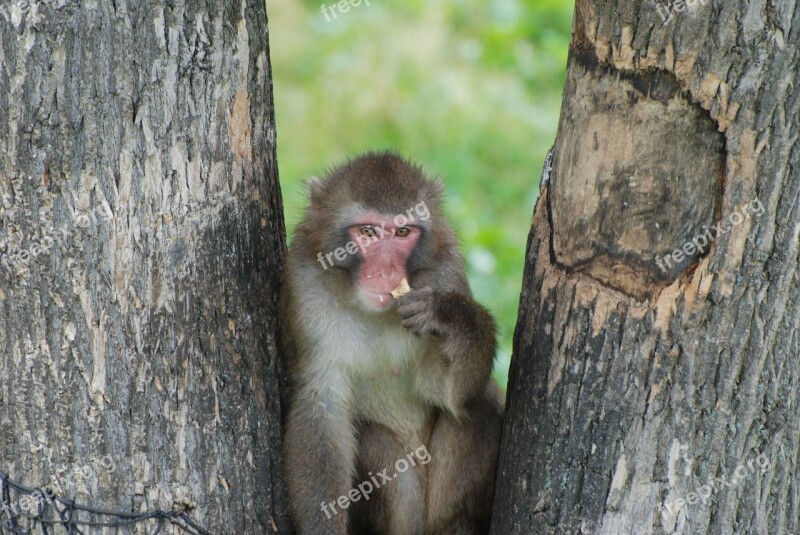 Monkey Macaque Animal Tree Primate