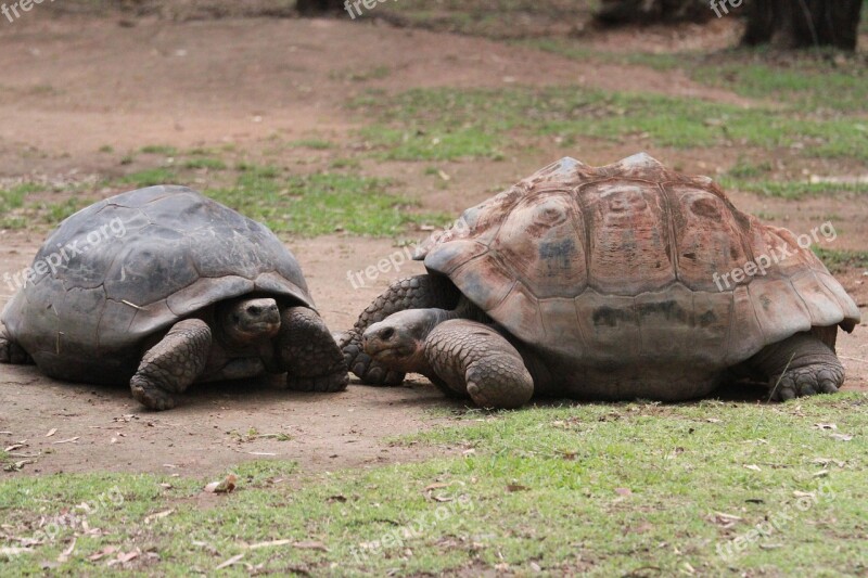 Tortoise Giant Animal Zoo Free Photos