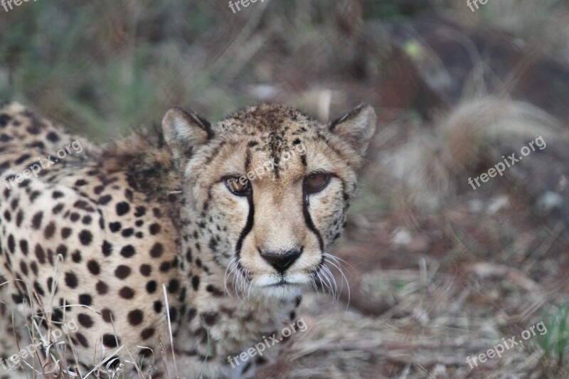 Cheetah Cat Wild Animal Zoo