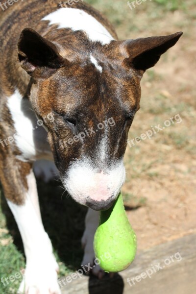 Bull Terrier Miniature Bully Tiger Toy