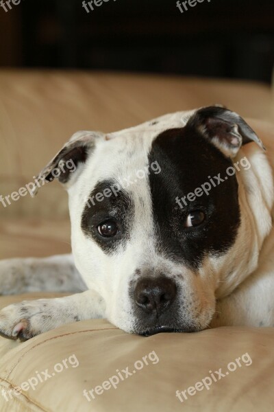 Staffy Staffordshire Bull Terrier Black White Dog