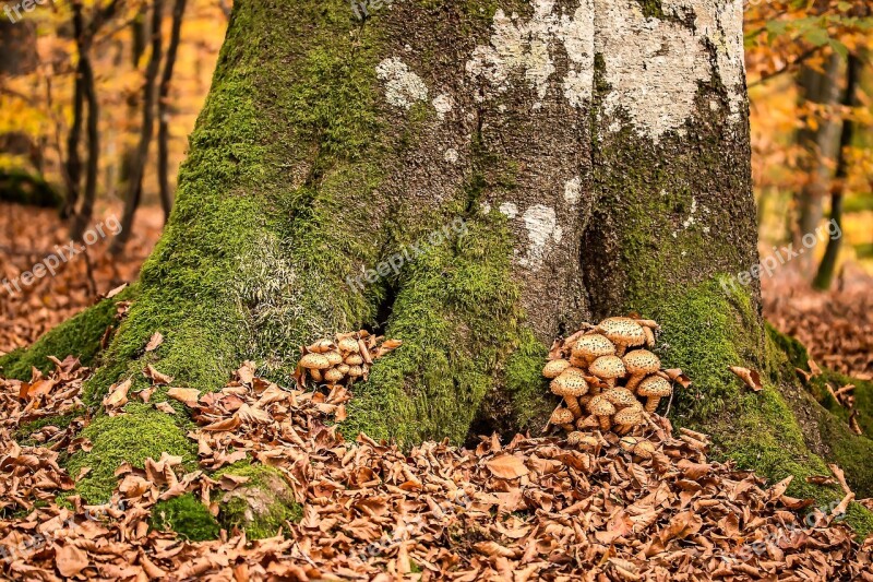 Mushrooms Sparriger Mushroom Pholiota Squarrosa Slightly Toxic Leaves