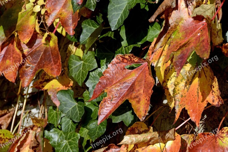 Wine Partner Ivy Autumn Colours Autumn Fall Color