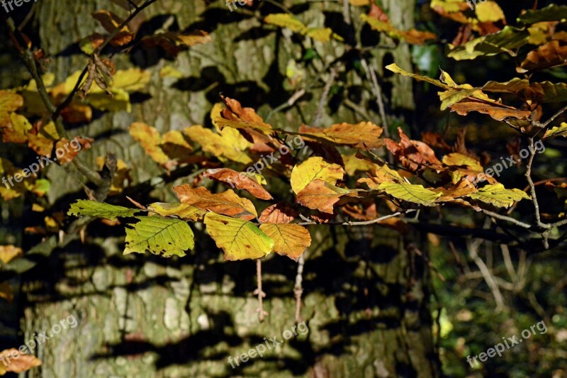 Autumn Tree Autumn Fall Foliage Colorful Tree