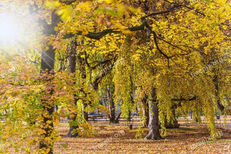 Autumn Landscape Park The Sun Foliage