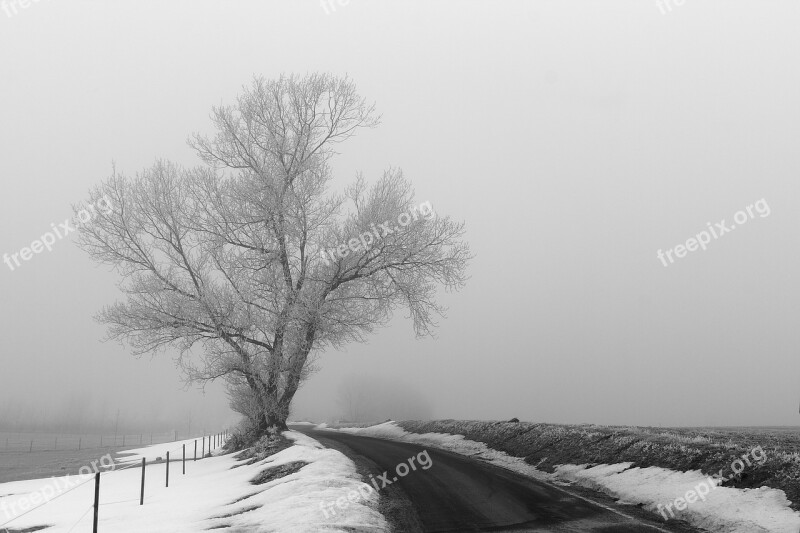 Wood Winter Fog Rim Frost