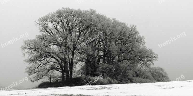 Wood Winter Fog Rim Frost