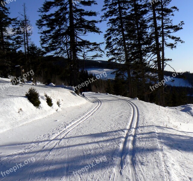 Snow Winter Footprint Skis Trees