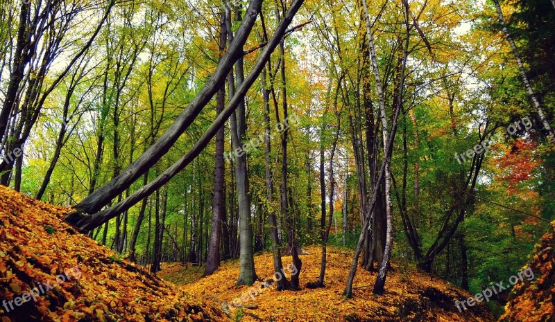 Paternity National Park Forest Scenically Landscape Nature