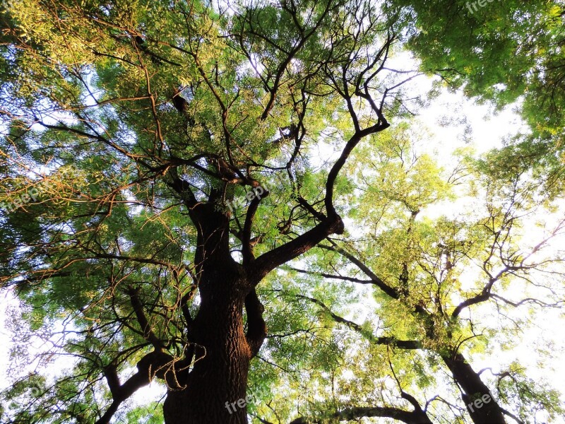 Wood Canopy Sky Park Holidays