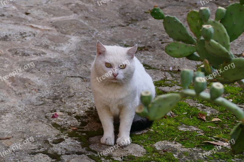 Cat Pet Young Cat Domestic Cat Free Photos