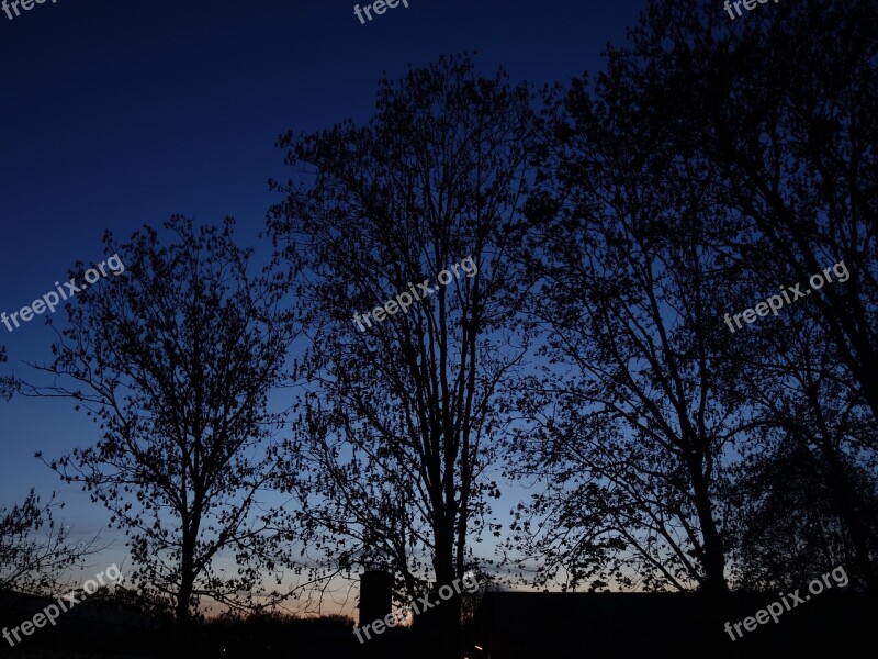 Trees Twilight Silhouette Aesthetic Branches