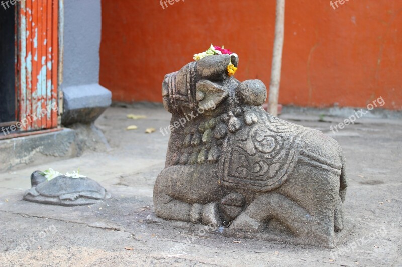 Temple Cow Nandi Indian Sacred