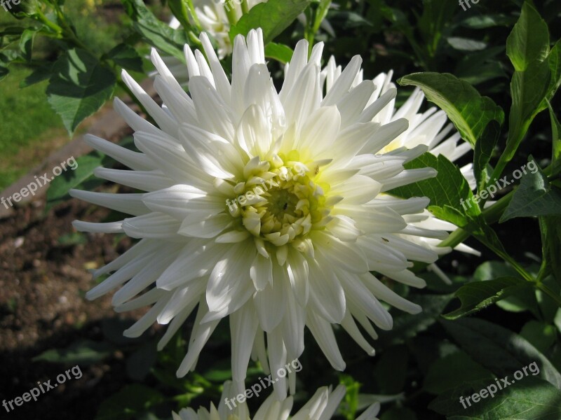 Autumn Flowers Dahlia Flower Nature Plant Flower