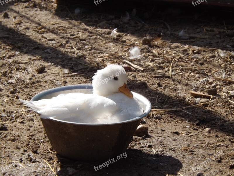 Duck Animal Water Water Bird Nature