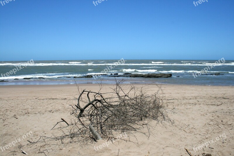 Deadwood On Beach Sea Ocean Beach Sand